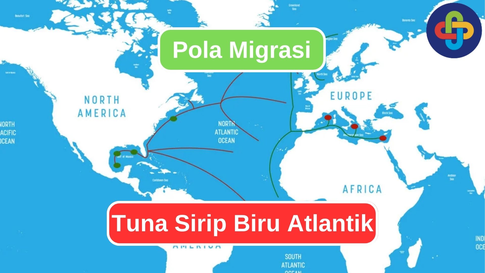 Mengikuti Migrasi Tahunan Tuna Sirip Biru Atlantik
